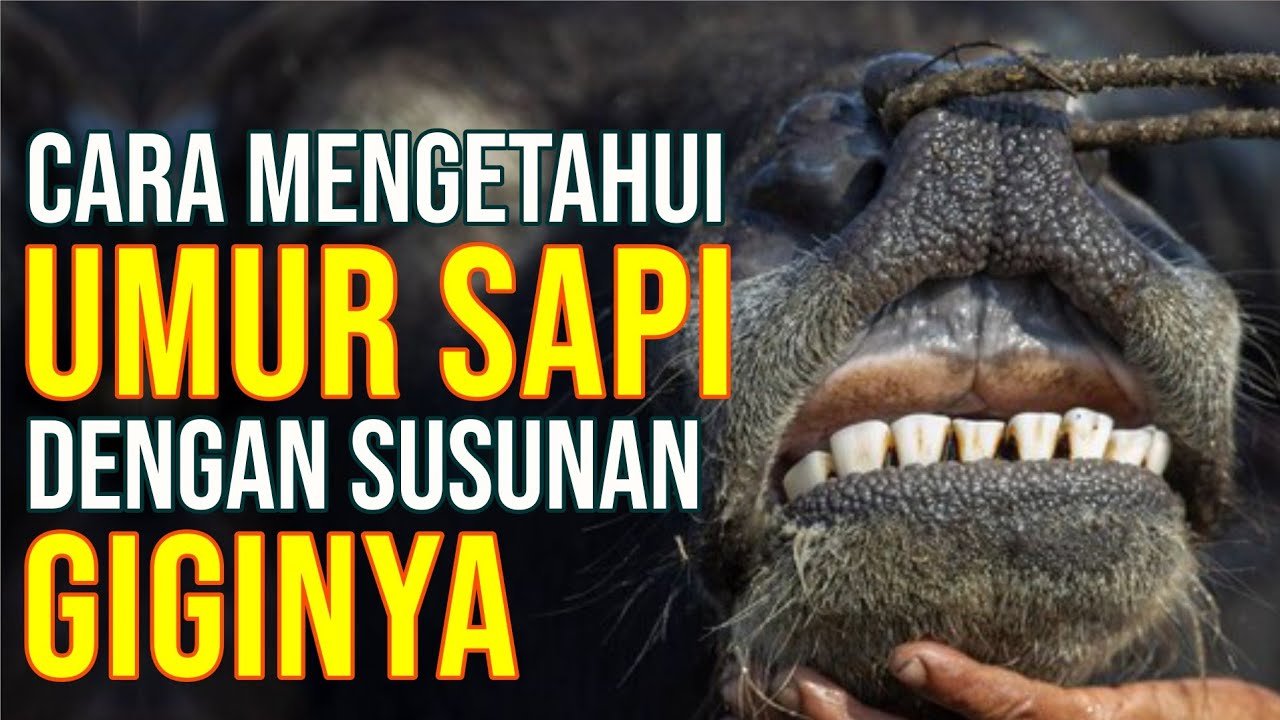 Cara Mengetahui Umur Sapi Dengan Pemeriksaan Gigi.jpg